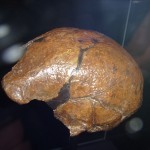 Cráneo atopado en Java.