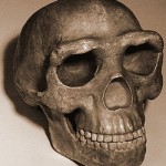 Homo erectus pekinensis.